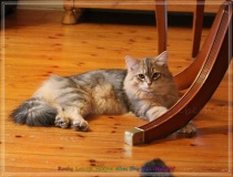 Rocky-Lunan-Dolina-genannt-Shy-by-Liebeshof-8-Monate-Siberian-bimetal-black-silver-golden-classic-tabby-male-www.sibirische-katzen-hamburg.de-I