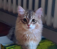 Rocky-Lunan-Dolina-genannt-Shy-by-Liebeshof-8-Monate-Siberian-bimetal-black-silver-golden-classic-tabby-male-www.sibirische-katzen-hamburg.de-III