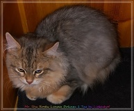 Rocky-Lunja-Dolina-by-Liebeshof-Mr.-Shy-black-silver-golden-bimetal-shining-classic-tabby-4-month-www.sibirische-katzen-hamburg.de_