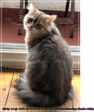 Rocky-Lunja-Dolina-by-Liebeshof-Mr.-Shy-black-silver-golden-bimetal-shining-classic-tabby-www.sibirische-katzen-hamburg.de-IIIII