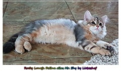 Rocky-Lunja-Dolina-by-Liebeshof-Mr.-Shy-black-silver-golden-classic-tabby-www.sibirische-katzen-hamburg.de-1