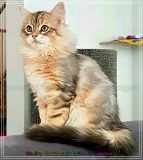 Rocky-Lunja-Dolina-by-Liebeshof-Mr.-Shy-black-silver-golden-classic-tabby-www.sibirische-katzen-hamburg.de-2