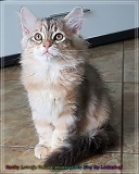 Rocky-Lunja-Dolina-by-Liebeshof-Mr.-Shy-black-silver-golden-classic-tabby-www.sibirische-katzen-hamburg.de-3