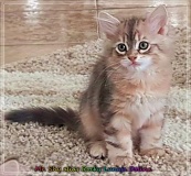 Rocky-Lunja-Dolina-by-Liebeshof-Mr.-Shy-black-silver-golden-classic-tabby-www.sibirische-katzen-hamburg.de-4