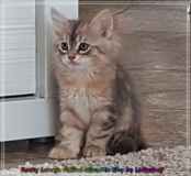 Rocky-Lunja-Dolina-by-Liebeshof-Mr.-Shy-black-silver-golden-classic-tabby-www.sibirische-katzen-hamburg.de-5