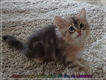 Rocky-Lunja-Dolina-by-Liebeshof-Mr.-Shy-black-silver-golden-classic-tabby-www.sibirische-katzen-hamburg.de-6