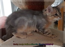 Rocky-Lunja-Dolina-by-Liebeshof-Mr.-Shy-black-silver-golden-classic-tabby-www.sibirische-katzen-hamburg.de-7