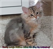 Rocky-Lunja-Dolina-by-Liebeshof-Mr.-Shy-black-silver-golden-classic-tabby-www.sibirische-katzen-hamburg.de-8