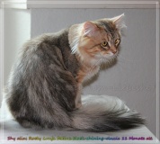 Shy-alias-Rocky-Lunja-Dolina-by-Liebeshof-black-golden-silver-shining-Kater-11-Monate-alt.-www.sibirische-katzen-hamburg.de-20-06-2020-II