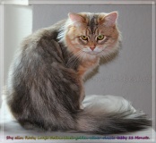 Shy-alias-Rocky-Lunja-Dolina-by-Liebeshof-black-golden-silver-shining-Kater-11-Monate-alt.-www.sibirische-katzen-hamburg.de-20-06-2020-III