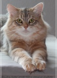 Shy-alias-Rocky-Lunja-Dolina-by-Liebeshof-black-golden-silver-shining-Kater-11-Monate-alt.-www.sibirische-katzen-hamburg.de-26.06.2020-I