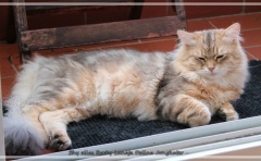 Shy-alias-Rocky-Lunja-Dolina-by-Liebeshof-black-golden-silver-shining-Kater-11-Monate-alt.-www.sibirische-katzen-hamburg.de-26.06.2020-II