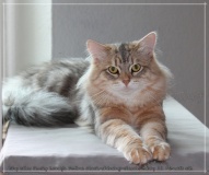 Shy-alias-Rocky-Lunja-Dolina-by-Liebeshof-black-golden-silver-shining-Kater-11-Monate-alt.-www.sibirische-katzen-hamburg.de-26.06.2020