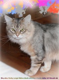 Shy-alias-Rocky-Lunja-dolina-by-Liebeshof-black-golden-silver-shining-Kater-10-Monate-alt.-www.sibirische-katzen-hamburg.de-II