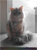 Shy-alias-Rocky-Lunja-dolina-by-Liebeshof-black-golden-silver-shining-Kater-10-Monate-alt.-www.sibirische-katzen-hamburg.de-IV