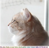 Shy-alias-Rocky-Lunja-dolina-by-Liebeshof-black-golden-silver-shining-Kater-10-Monate-alt.-www.sibirische-katzen-hamburg.de-V