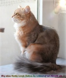 Shy-alias-Rocky-Lunja-dolina-by-Liebeshof-black-golden-silver-shining-Kater-10-Monate-alt.-www.sibirische-katzen-hamburg.de_