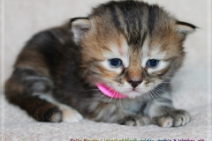 Sally-Bowles-Liebeshof-black-golden-classic-torbie-3-Wochen-alt-Sibirische-Katze-www.sibirische-katze-hamburg.de-II