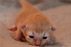 Shane-OShea-Liebeshof-fawn-golden-tabby-14-Tage-alt.-www.sibirische-katzen-hamburg-2