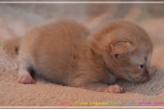 Shane-OShea-Liebeshof-fawn-golden-tabby-14-Tage-alt.-www.sibirische-katzen-hamburg-4