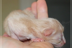 Shane-OShea-Liebeshof-fawn-golden-tabby-3-Tage-alt.-www.sibirische-katzen-hamburg-2