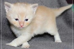 Shane-OShea-Liebeshof-fawn-golden-tabby-4-Wochen-alt.-www.sibirische-katzen-hamburg-8