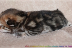 Willi-Liebeshof-Sibirischer-Kater-in-black-golden-classic-tabby-11-Tage-alt.-www.sibirische-katzen-hamburg.de-I