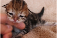 Willi-Liebeshof-Sibirischer-Kater-in-black-golden-classic-tabby-11-Tage-alt.-www.sibirische-katzen-hamburg.de_