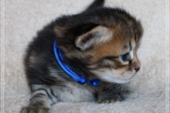 Willi-Liebeshof-Sibirischer-Kater-in-black-golden-classic-tabby-3-Wochen-alt.-www.sibirische-katzen-hamburg.de-I