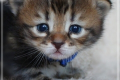 Willi-Liebeshof-Sibirischer-Kater-in-black-golden-classic-tabby-3-Wochen-alt.-www.sibirische-katzen-hamburg.de-II