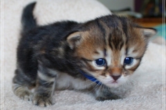 Willi-Liebeshof-Sibirischer-Kater-in-black-golden-classic-tabby-3-Wochen-alt.-www.sibirische-katzen-hamburg.de-III