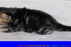 Willi-Liebeshof-Sibirischer-Kater-in-black-golden-classic-tabby-3-Wochen-alt.-www.sibirische-katzen-hamburg.de_