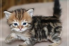 Willi-Liebeshof-Sibirischer-Kater-in-black-golden-classic-tabby-4-Wochen-alt.-www.sibirische-katzen-hamburg.de-I
