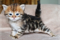 Willi-Liebeshof-Sibirischer-Kater-in-black-golden-classic-tabby-4-Wochen-alt.-www.sibirische-katzen-hamburg.de-II