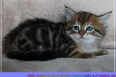 Willi-Liebeshof-Sibirischer-Kater-in-black-golden-classic-tabby-65-Wochen-alt.-www.sibirische-katzen-hamburg.de-I