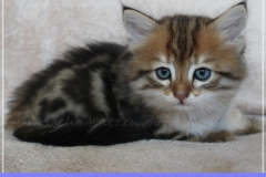 Willi-Liebeshof-Sibirischer-Kater-in-black-golden-classic-tabby-65-Wochen-alt.-www.sibirische-katzen-hamburg.de-II