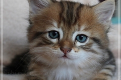 Willi-Liebeshof-Sibirischer-Kater-in-black-golden-classic-tabby-65-Wochen-alt.-www.sibirische-katzen-hamburg.de-IV