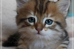 Willi-Liebeshof-Sibirischer-Kater-in-black-golden-classic-tabby-65-Wochen-alt.-www.sibirische-katzen-hamburg.de-V
