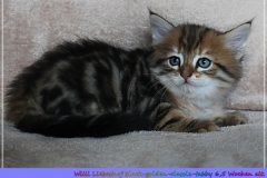 Willi-Liebeshof-Sibirischer-Kater-in-black-golden-classic-tabby-65-Wochen-alt.-www.sibirische-katzen-hamburg.de_