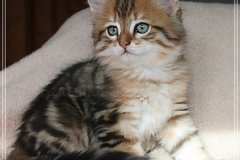 Willi-Liebeshof-Sibirischer-Kater-in-black-golden-classic-tabby-8-Wochen-alt.-www.sibirische-katzen-hamburg.de-II