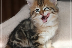 Willi-Liebeshof-Sibirischer-Kater-in-black-golden-classic-tabby-8-Wochen-alt.-www.sibirische-katzen-hamburg.de-III