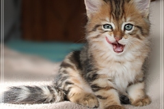 Willi-Liebeshof-Sibirischer-Kater-in-black-golden-classic-tabby-8-Wochen-alt.-www.sibirische-katzen-hamburg.de_