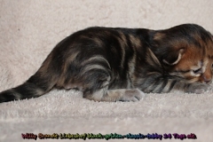 Willy-Brandt-Liebeshof-black-golden-classic-tabby-14-Tage-alt.-www.sibirische-katzen-hamburg.de-I