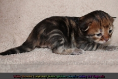 Willy-Brandt-Liebeshof-black-golden-classic-tabby-14-Tage-alt.-www.sibirische-katzen-hamburg.de-II