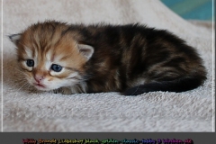 Willy-Brandt-Liebeshof-black-golden-classic-tabby-21-Tage-alt.-Sibirische-Katze-I