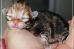Willy-Brandt-Liebeshof-black-golden-classic-tabby-3-Tage-alt.-www.sibirische-katzen-hamburg.de-I