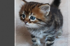 Willy-Brandt-Liebeshof-black-golden-classic-tabby-53-Wochen-alt.-Sibirische-Katze-I