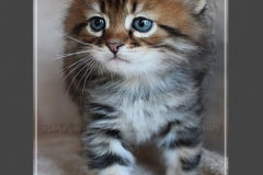Willy-Brandt-Liebeshof-black-golden-classic-tabby-53-Wochen-alt.-Sibirische-Katze-II