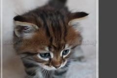 Willy-Brandt-Liebeshof-black-golden-classic-tabby-53-Wochen-alt.-Sibirische-Katze
