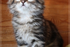 Willy-Brandt-Liebeshof-black-golden-classic-tabby-8-Wochen-alt.-Sibirische-Kater-black-golden-II